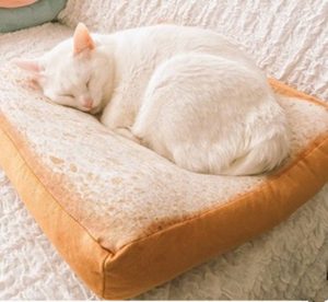 Cat sleeping on bread