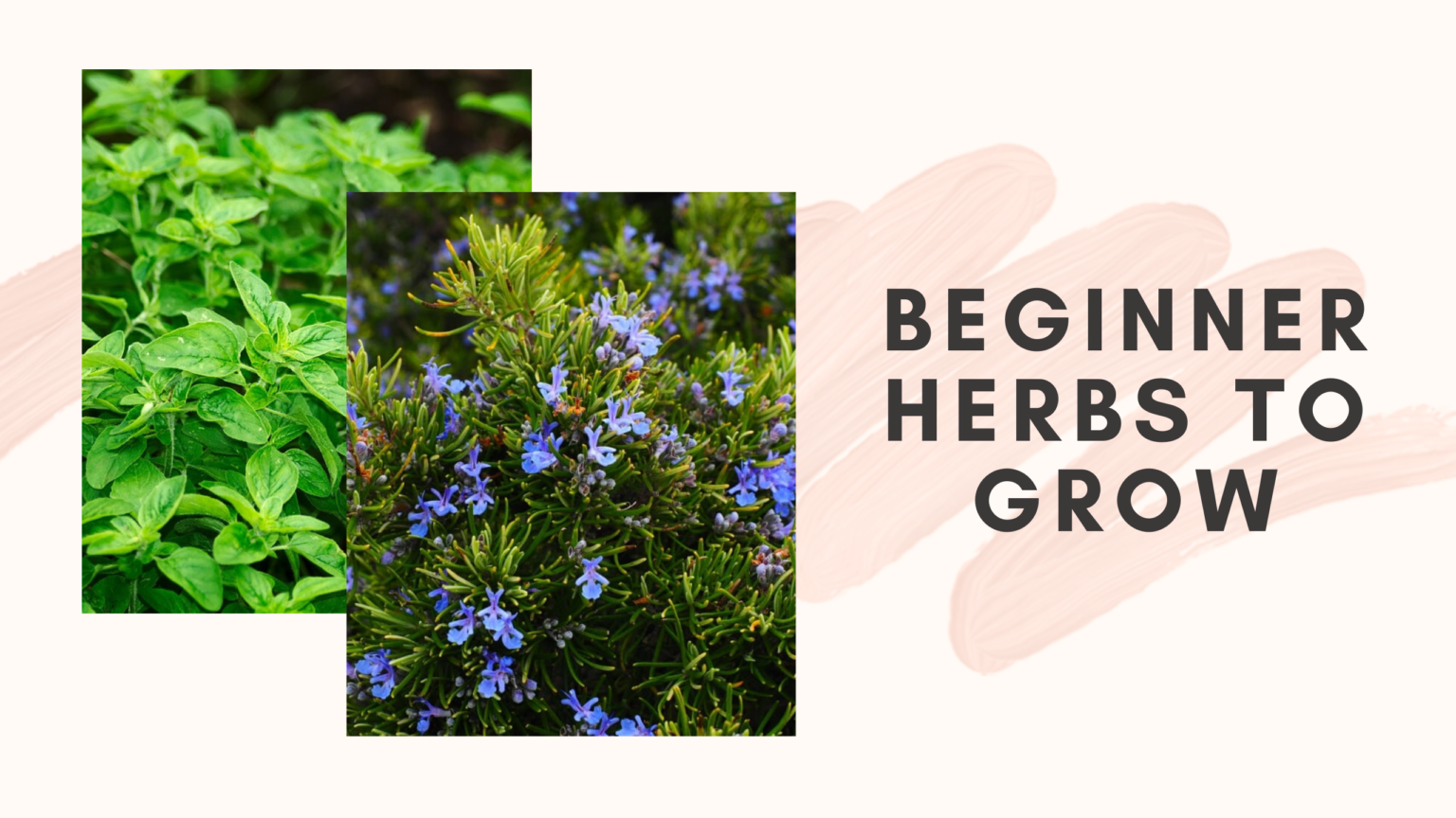 Beginner Herbs to Grow for Your Starter Herb Garden Sharehook