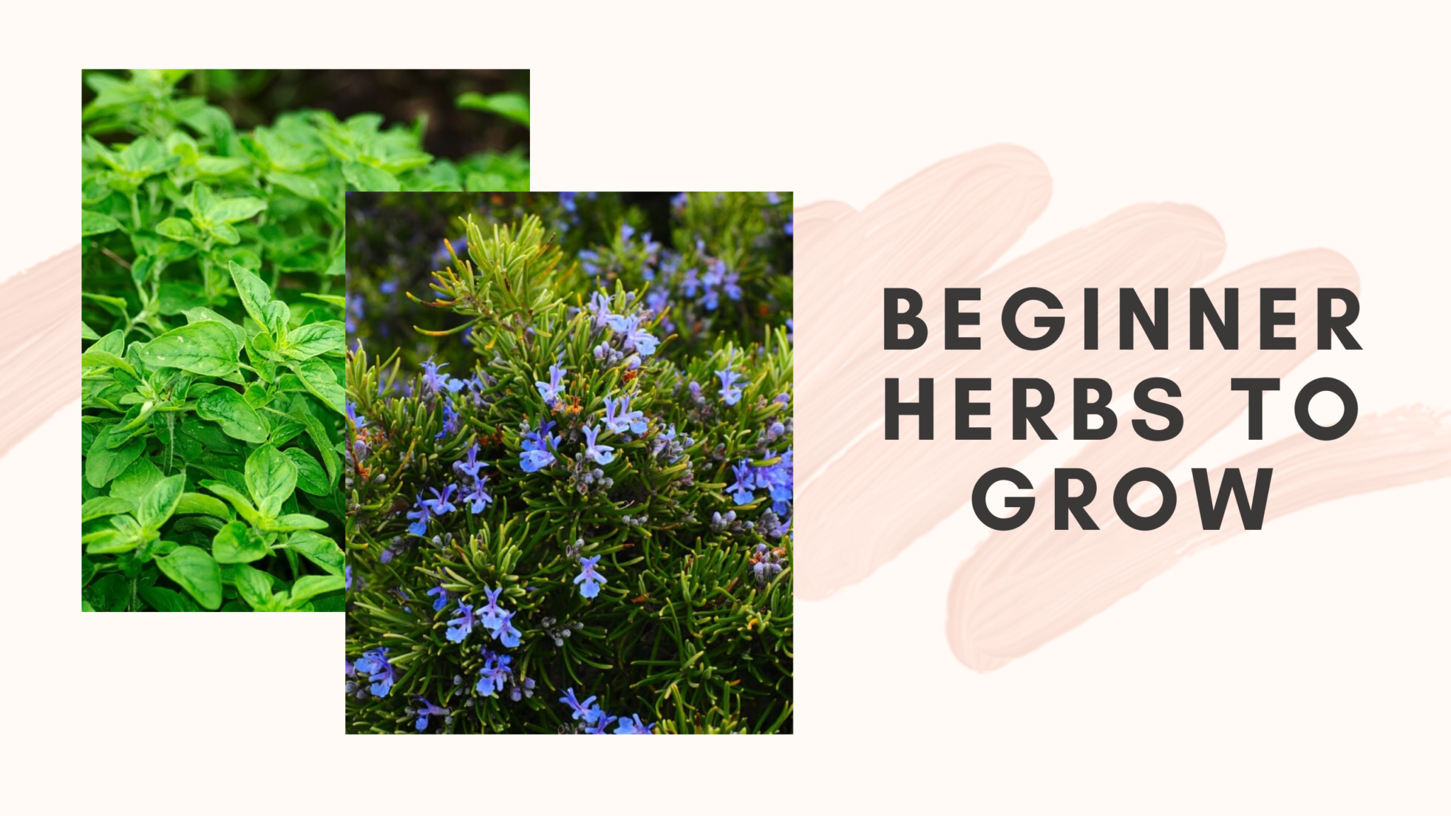 beginner-herbs-to-grow-for-your-starter-herb-garden-sharehook